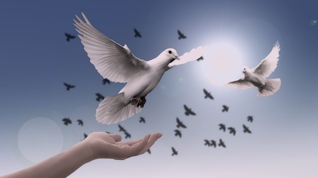 Dove being set to flight from a human hand